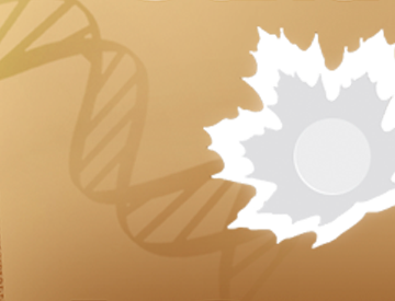 Ce brin d’ADN représente le rôle que les chercheurs canadiens ont joué dans le décodage du génome humain.