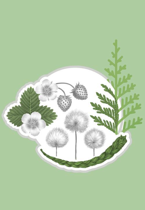 Image des quatre plantes figurant dans la fenêtre circulaire du billet de 20 $ vertical. Les plantes sont la fraise des bois, le cèdre rouge de l’Ouest, le coton arctique et le foin d’odeur tressé.