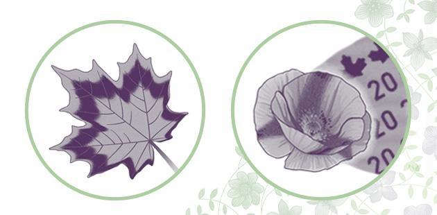 La feuille d’érable qui s’étend et se contracte et le coquelicot dans lequel on voit des ombres du billet de 20 $ vertical. Deux cercles contenant des images en gros plan des éléments de sécurité du billet de 20 $ vertical. Le premier cercle contient une image de la feuille d’érable qui s’étend et se contracte dans la bande de sécurité violette. Le deuxième cercle contient une image en gros plan d’un coquelicot dans lequel on voit des ombres et qui se trouve dans la bande de sécurité violette.